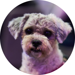 image_Dog-09